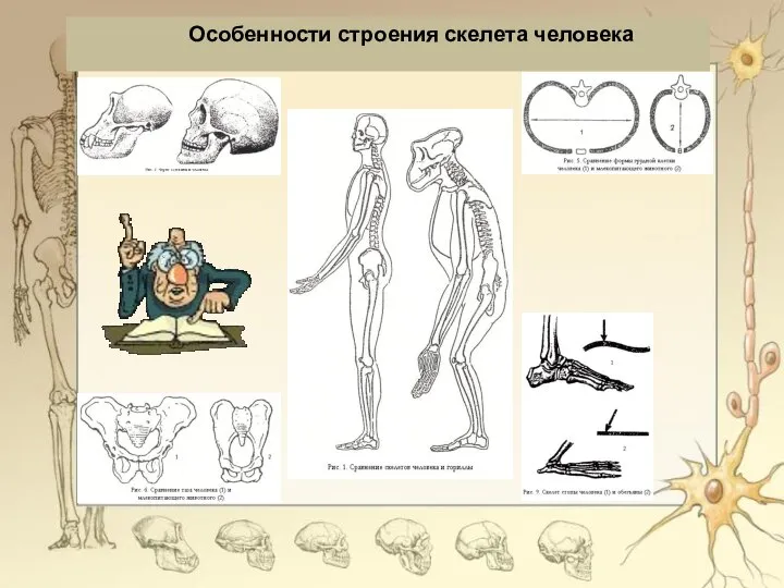 Особенности строения скелета человека