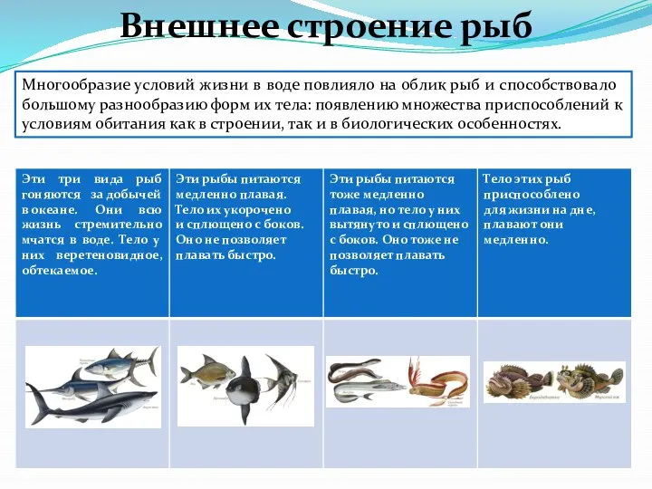 Многообразие условий жизни в воде повлияло на облик рыб и способствовало большому