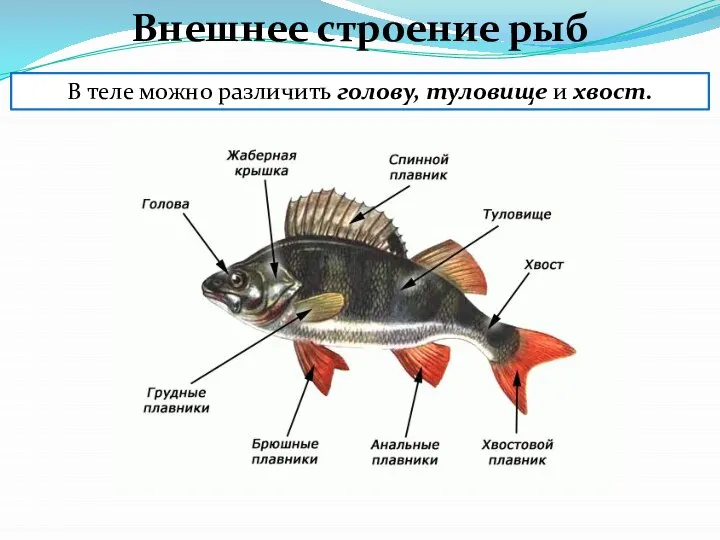 В теле можно различить голову, туловище и хвост. Внешнее строение рыб