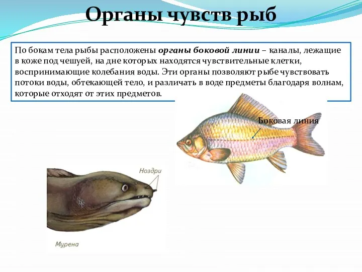 По бокам тела рыбы расположены органы боковой линии – каналы, лежащие в