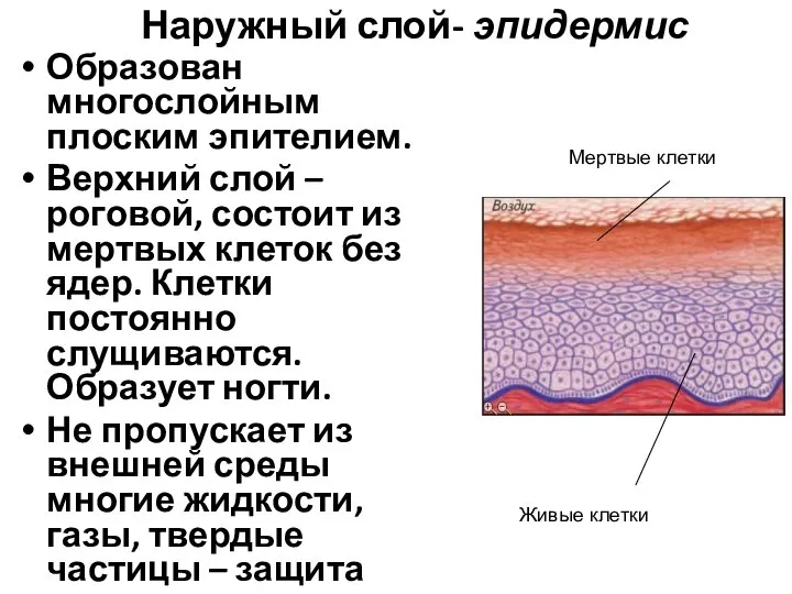 Наружный слой- эпидермис Образован многослойным плоским эпителием. Верхний слой – роговой, состоит