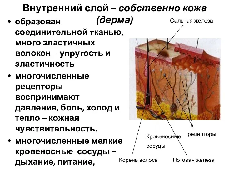 образован соединительной тканью, много эластичных волокон - упругость и эластичность многочисленные рецепторы