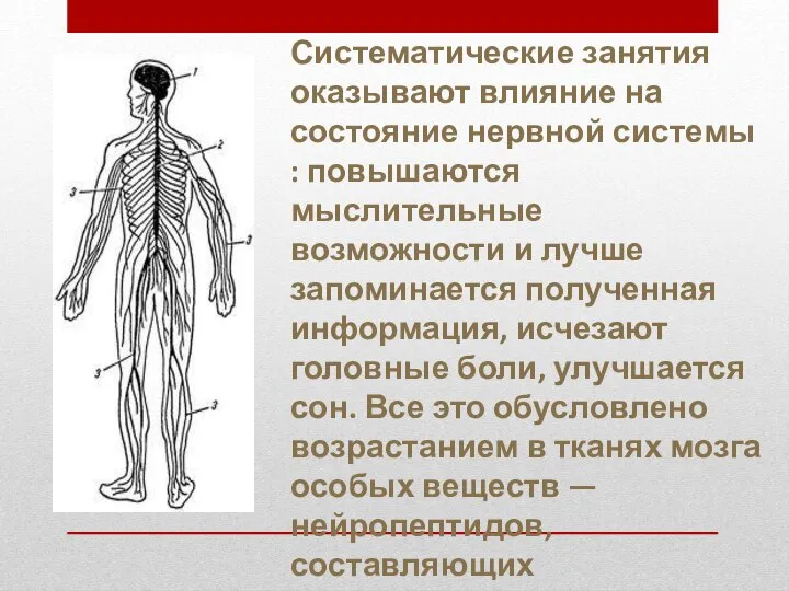 Систематические занятия оказывают влияние на состояние нервной системы : повышаются мыслительные возможности