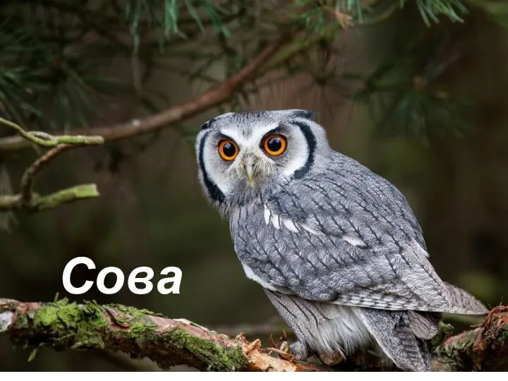 Сова