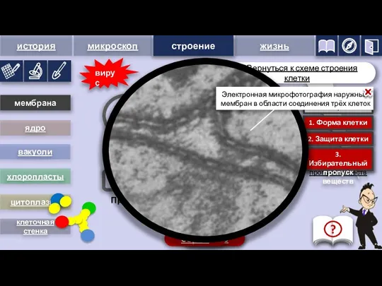 поры 1. Форма клетки 2. Защита клетки 3. Избирательный пропуск веществ 1.