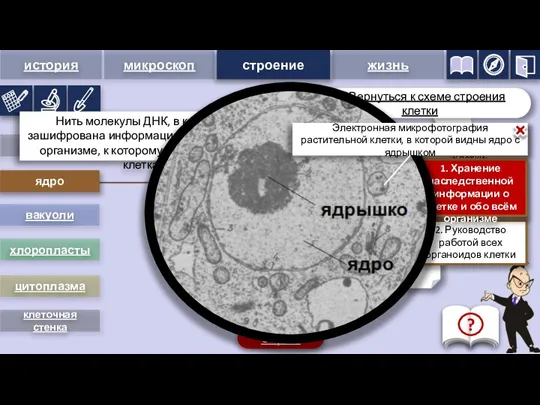 ядро 1. Хранение наследственной информации о клетке и обо всём организме 2.