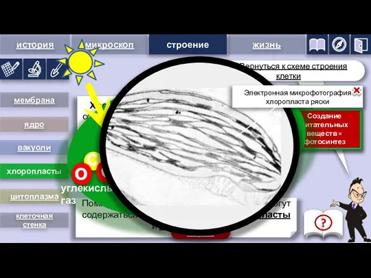 хлоропласты мембрана вакуоли цитоплазма клеточная стенка ядро Помимо хлоропластов, в клетках растений