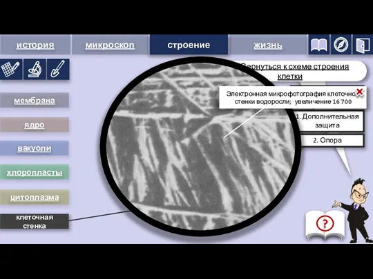 клеточная стенка строение 1. Дополнительная защита 2. Опора мембрана вакуоли хлоропласты цитоплазма ядро