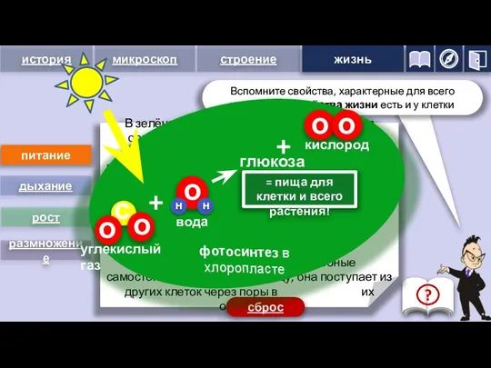 питание дыхание рост размножение В зелёных растительных клетках создаются органические вещества, необходимые