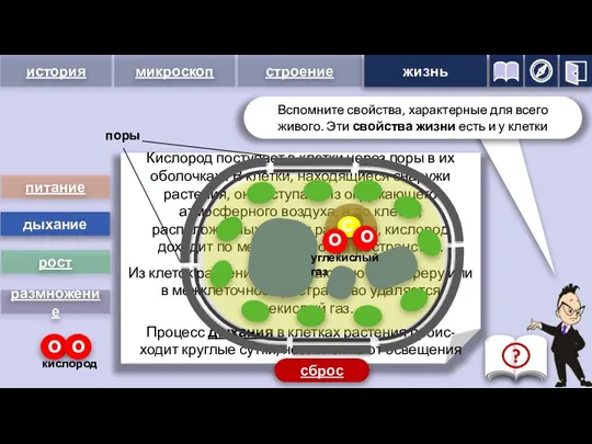 питание дыхание рост размножение Кислород поступает в клетки через поры в их