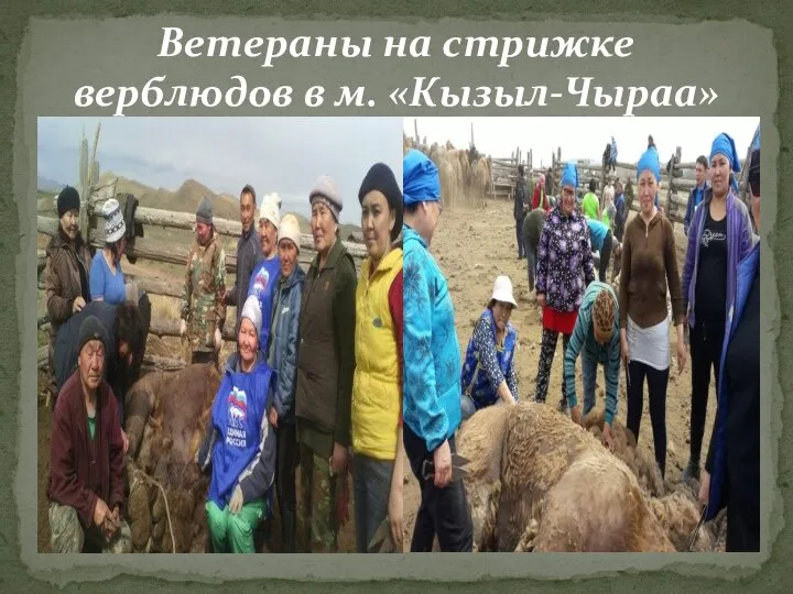 Ветераны на стрижке верблюдов в м. «Кызыл-Чыраа»