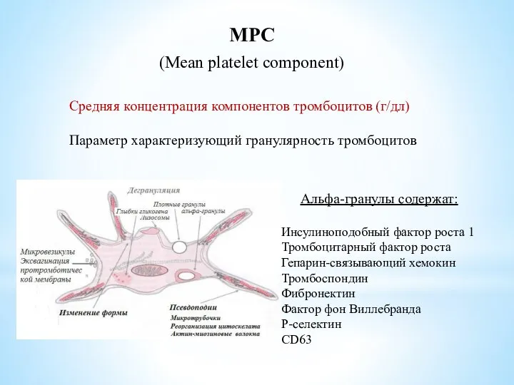 MPC (Mean platelet component) Средняя концентрация компонентов тромбоцитов (г/дл) Параметр характеризующий гранулярность