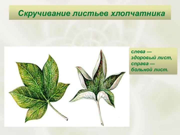 Скручивание листьев хлопчатника слева — здоровый лист, справа — больной лист.