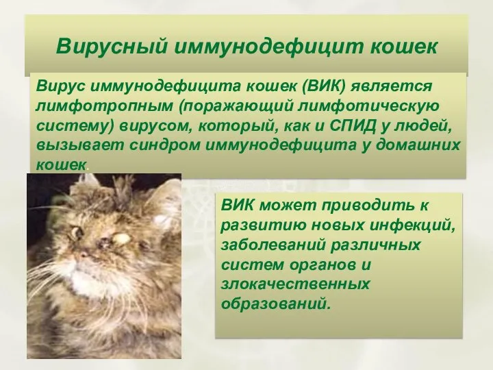 Вирусный иммунодефицит кошек Вирус иммунодефицита кошек (ВИК) является лимфотропным (поражающий лимфотическую систему)