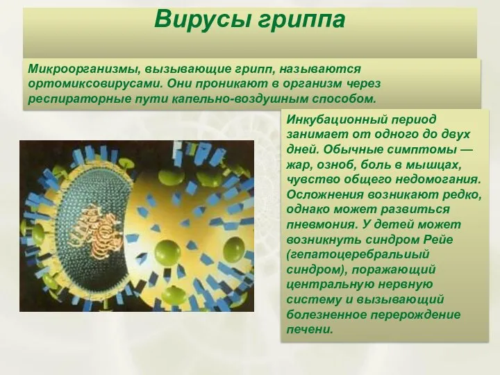 Вирусы гриппа Микроорганизмы, вызывающие грипп, называются ортомиксовирусами. Они проникают в организм через