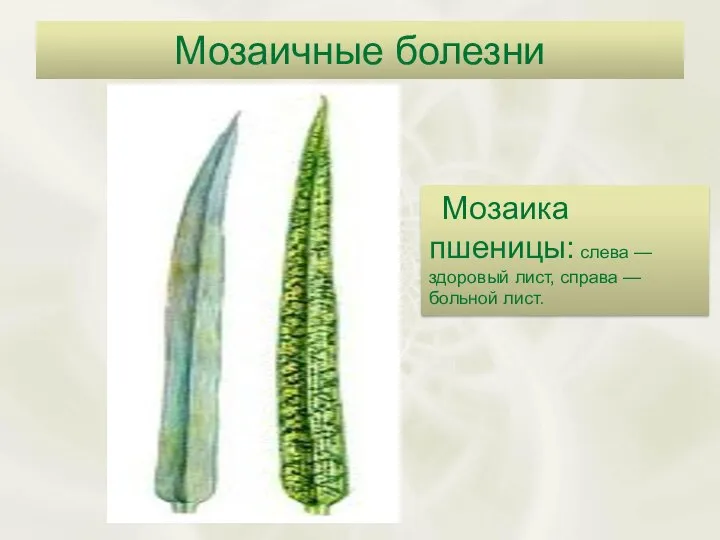 Мозаичные болезни Мозаика пшеницы: слева — здоровый лист, справа — больной лист.