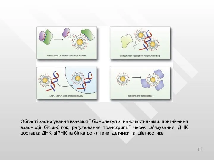 Області застосування взаємодії біомолекул з наночастинками: пригнічення взаємодії білок-білок, регулювання транскрипції через
