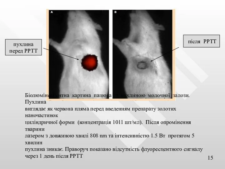 Біолюмінесцентна картина пацюка з пухлиною молочної залози. Пухлина виглядає як червона пляма