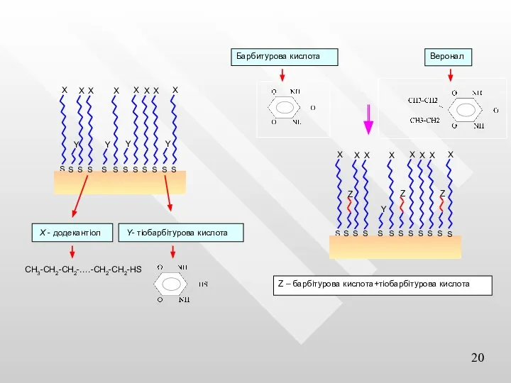 CH3-CH2-CH2-….-CH2-CH2-HS X - додекантіол Y- тіобарбітурова кислота Z – барбітурова кислота+тіобарбітурова кислота