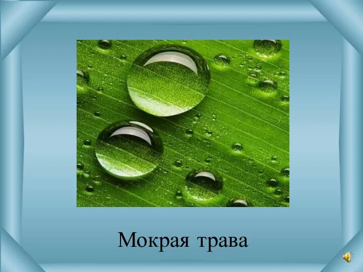 Мокрая трава