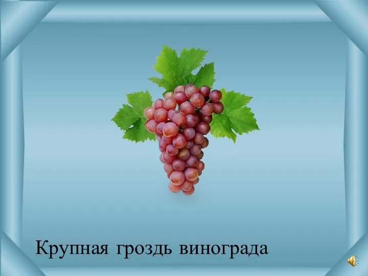 Крупная гроздь винограда