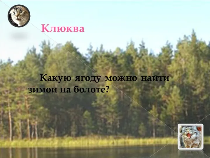 Клюква Какую ягоду можно найти зимой на болоте?