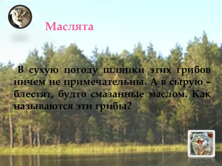 Маслята В сухую погоду шляпки этих грибов ничем не примечательны. А в