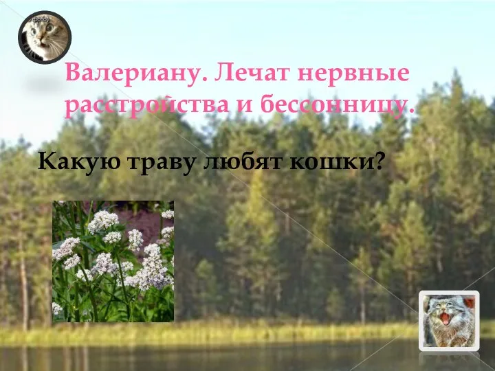 Валериану. Лечат нервные расстройства и бессонницу. Какую траву любят кошки?