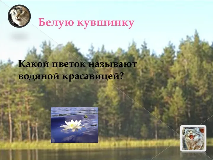 Белую кувшинку Какой цветок называют водяной красавицей?