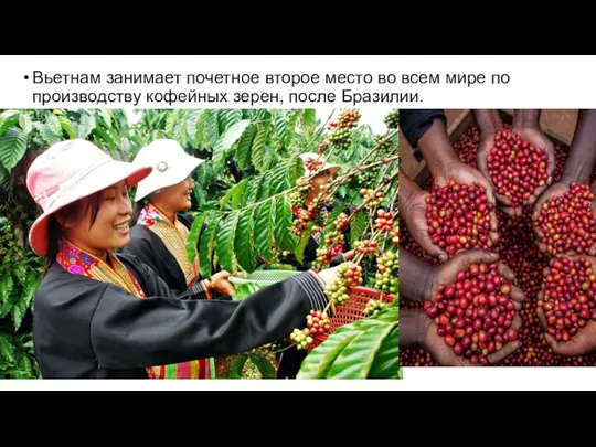 Вьетнам занимает почетное второе место во всем мире по производству кофейных зерен, после Бразилии.