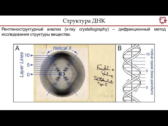 Структура ДНК Рентгеноструктурный анализ (x-ray crystallography) – дифракционный метод исследования структуры вещества.