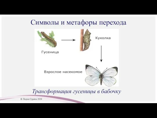 Символы и метафоры перехода Трансформация гусеницы в бабочку © Лидия Сурина 2020