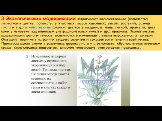 3.Экологические модификации затрагивают количественные (количество лепестков в цветке, потомства у животных, масса