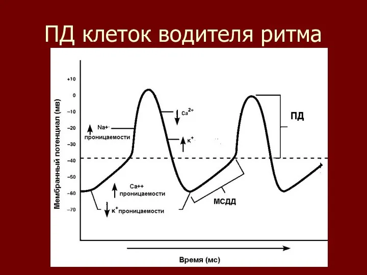 ПД клеток водителя ритма