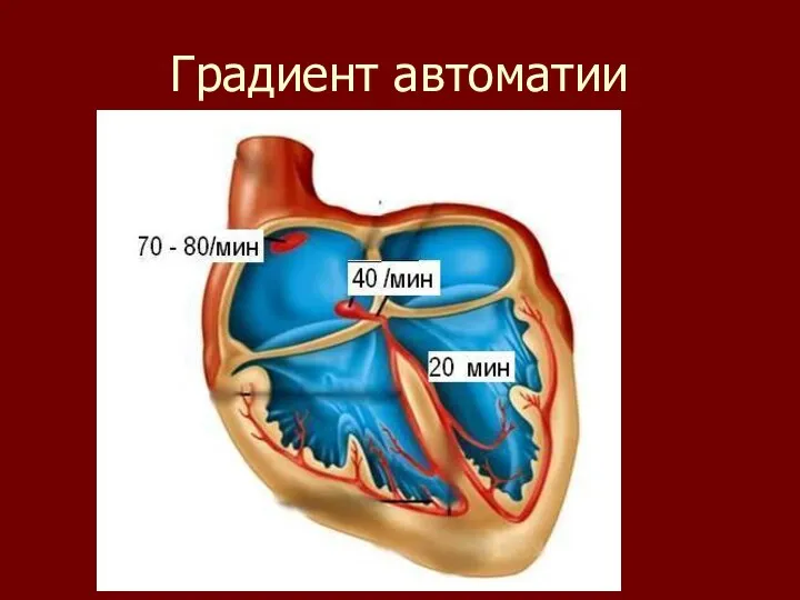 Градиент автоматии