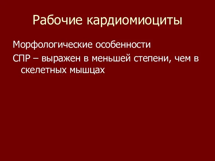 Рабочие кардиомиоциты Морфологические особенности СПР – выражен в меньшей степени, чем в скелетных мышцах