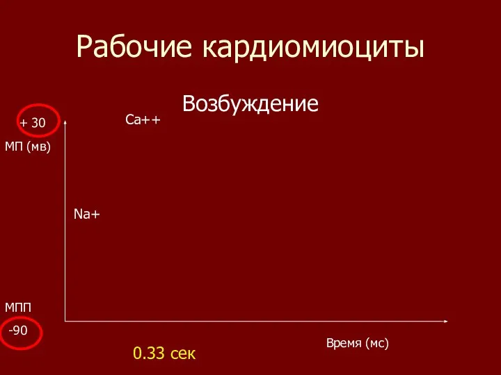 Рабочие кардиомиоциты Возбуждение Время (мс) МП (мв) МПП -90 + 30 0.33 сек Na+ Ca++