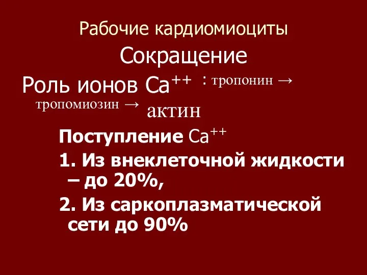 Рабочие кардиомиоциты Сокращение Роль ионов Са++ : тропонин → тропомиозин → актин