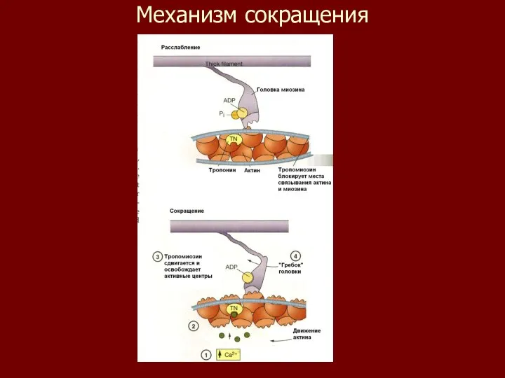 Механизм сокращения