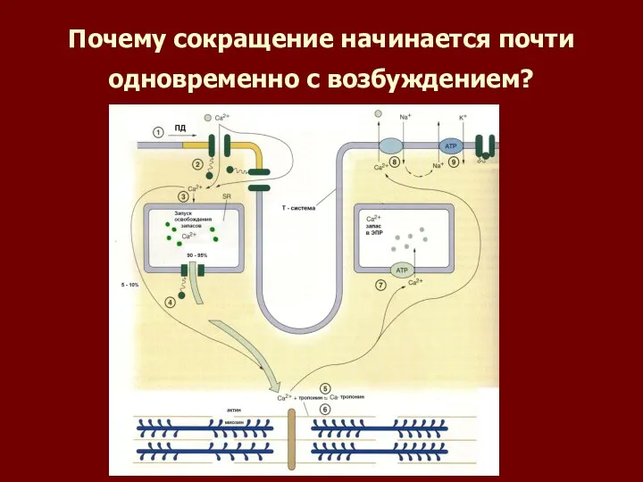 Почему сокращение начинается почти одновременно с возбуждением?