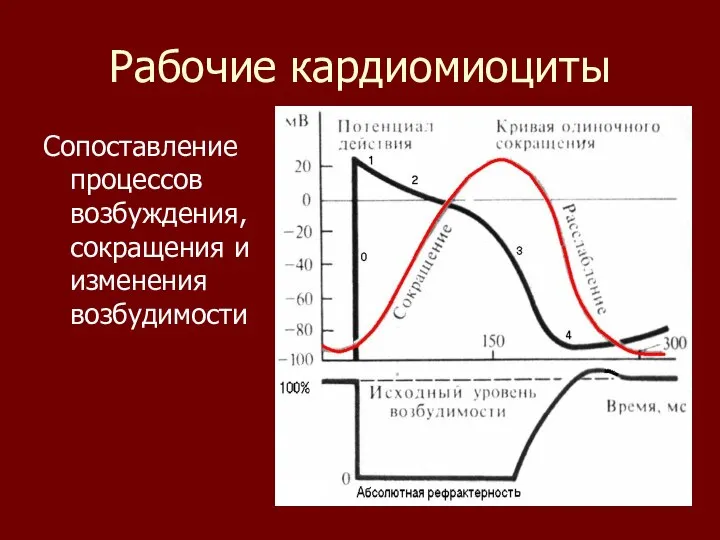 Рабочие кардиомиоциты Сопоставление процессов возбуждения, сокращения и изменения возбудимости