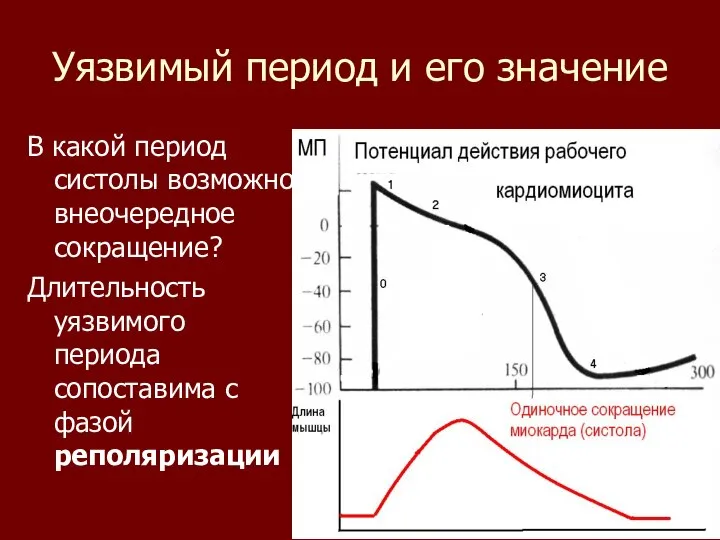 Уязвимый период и его значение В какой период систолы возможно внеочередное сокращение?