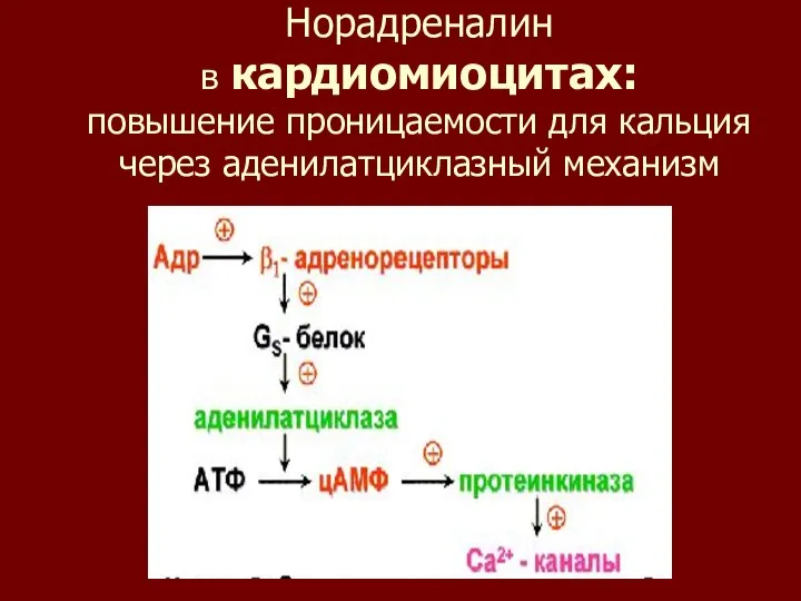 Норадреналин в кардиомиоцитах: повышение проницаемости для кальция через аденилатциклазный механизм