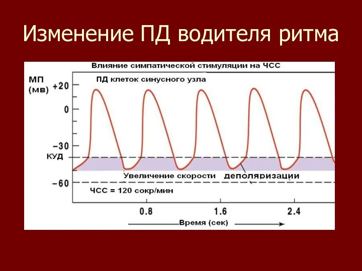 Изменение ПД водителя ритма