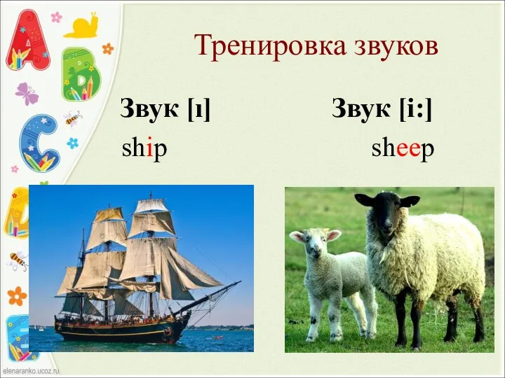 Тренировка звуков Звук [ı] Звук [i:] ship sheep