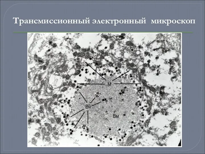 Трансмиссионный электронный микроскоп