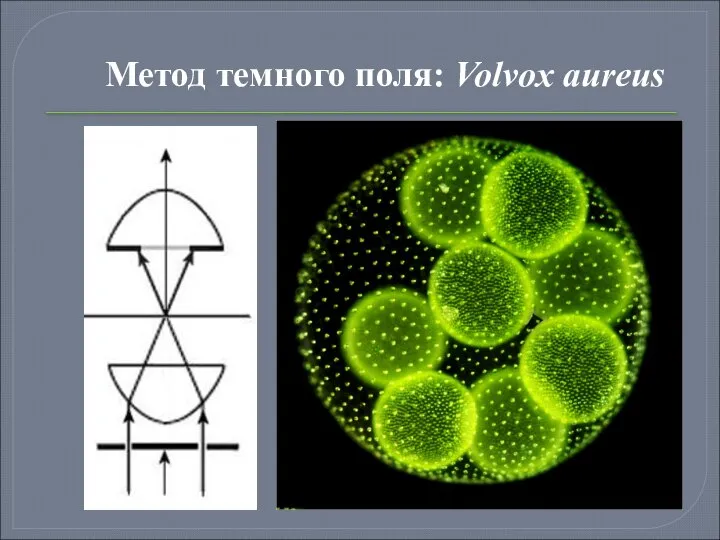 Метод темного поля: Volvox aureus