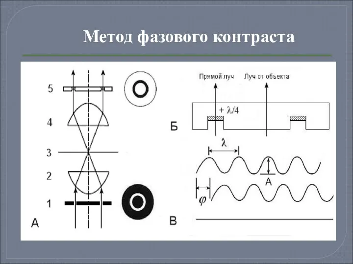 Метод фазового контраста