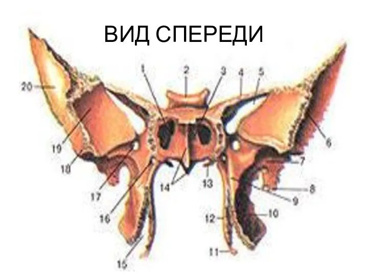 ВИД СПЕРЕДИ