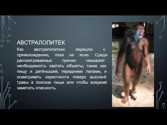 АВСТРАЛОПИТЕК Как австралопитеки перешли к прямохождению, пока не ясно. Среди рассматриваемых причин